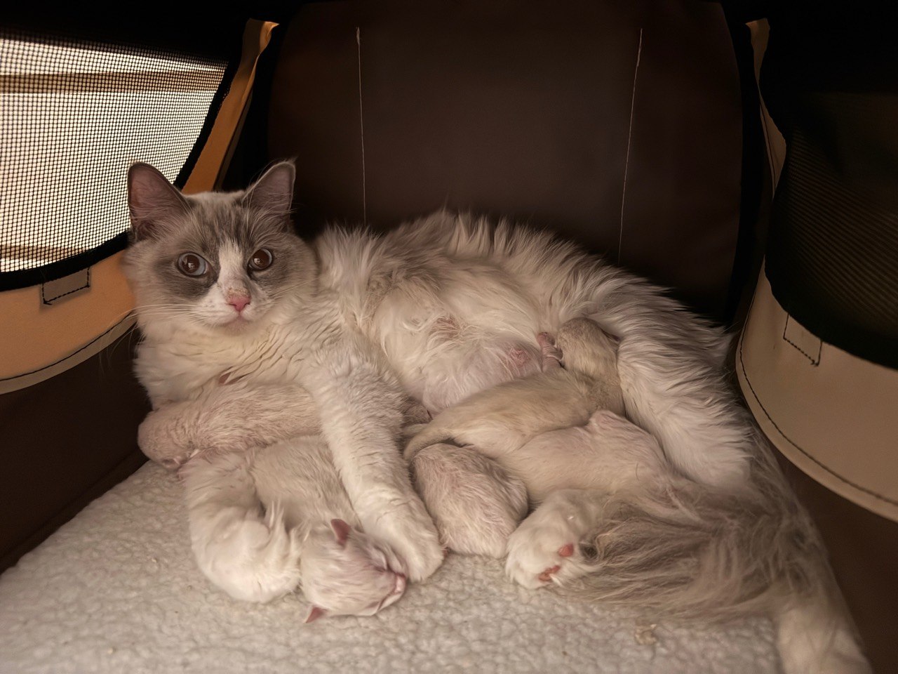 アクアが生まれた子猫たちに寄り添いながらお世話をしている様子