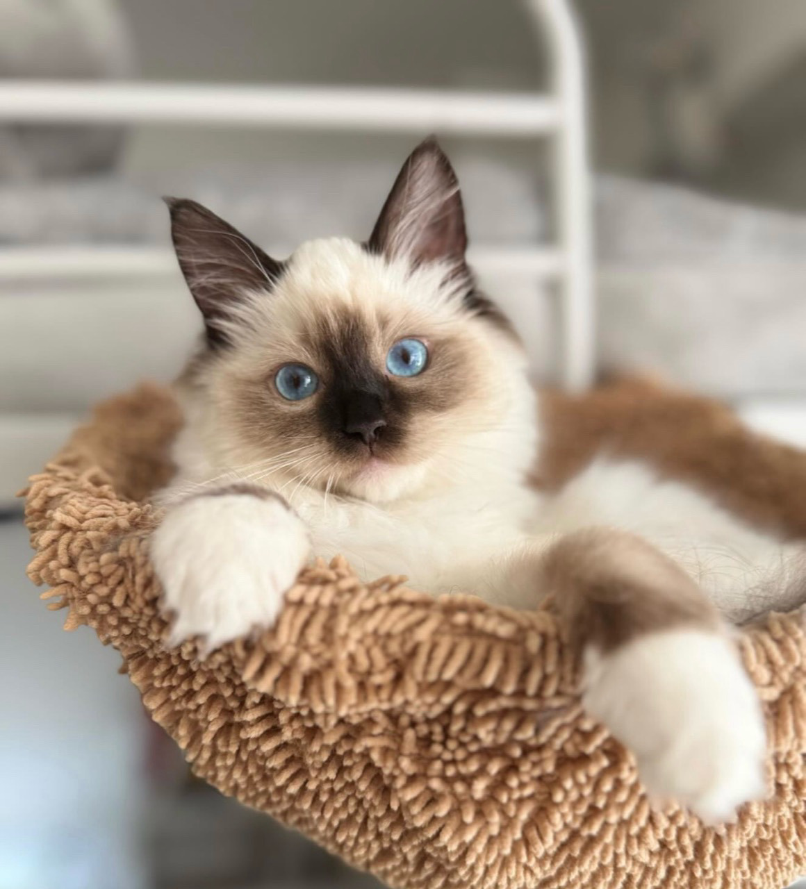 ハンモックでこちらを見つめるEeveeちゃん