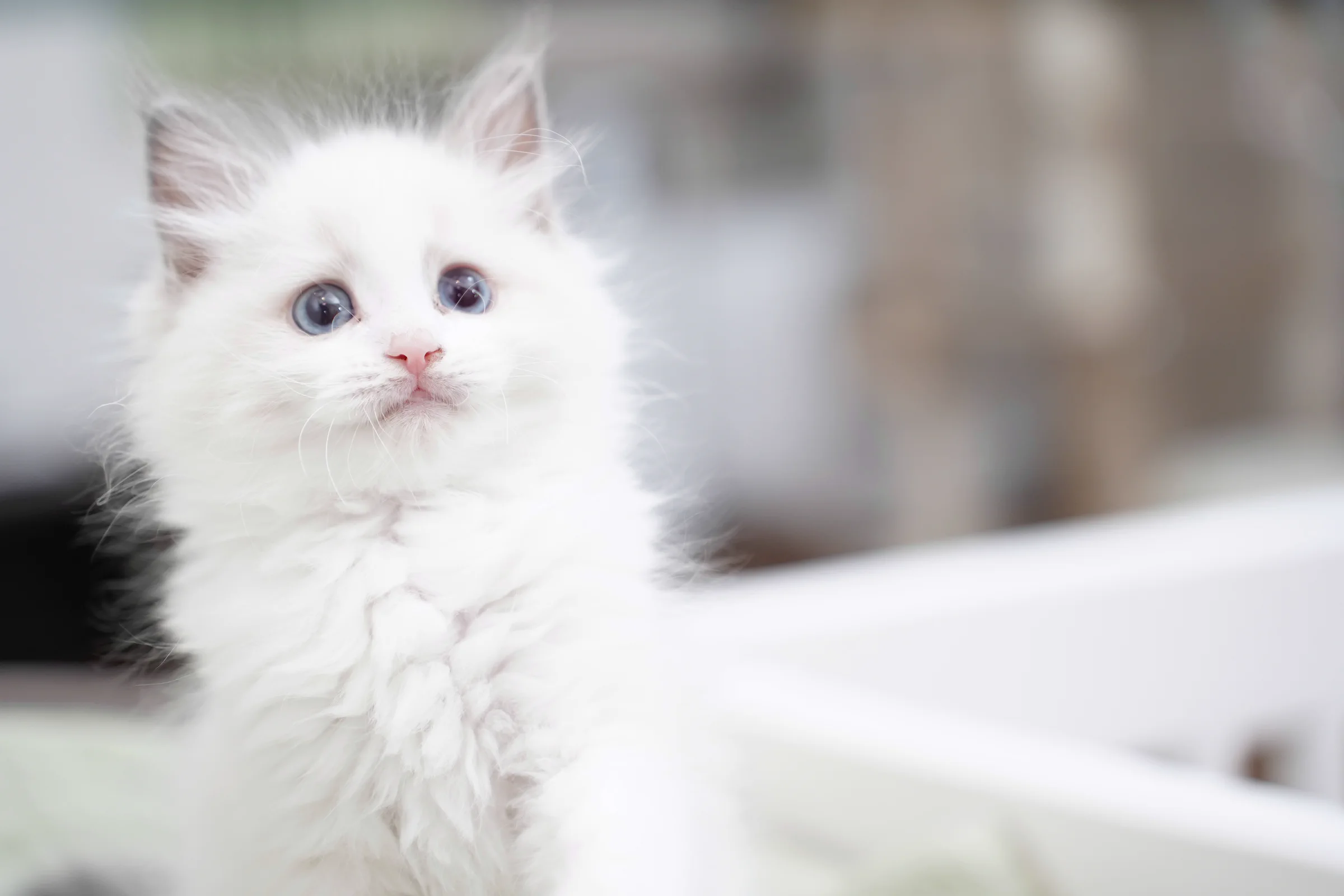 青い瞳のラグドールの子猫が、こちらを見つめる様子
