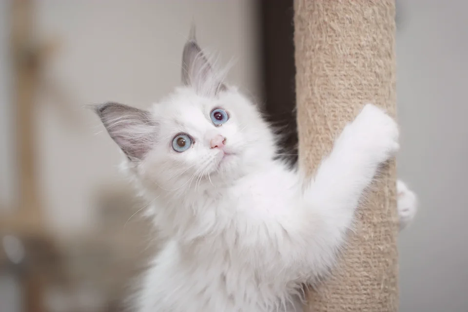 爪とぎポールで遊ぶラグドールの子猫