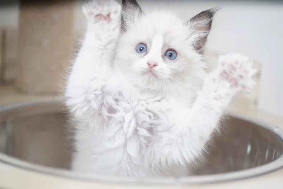 両方の肉球を見せるラグドールの子猫