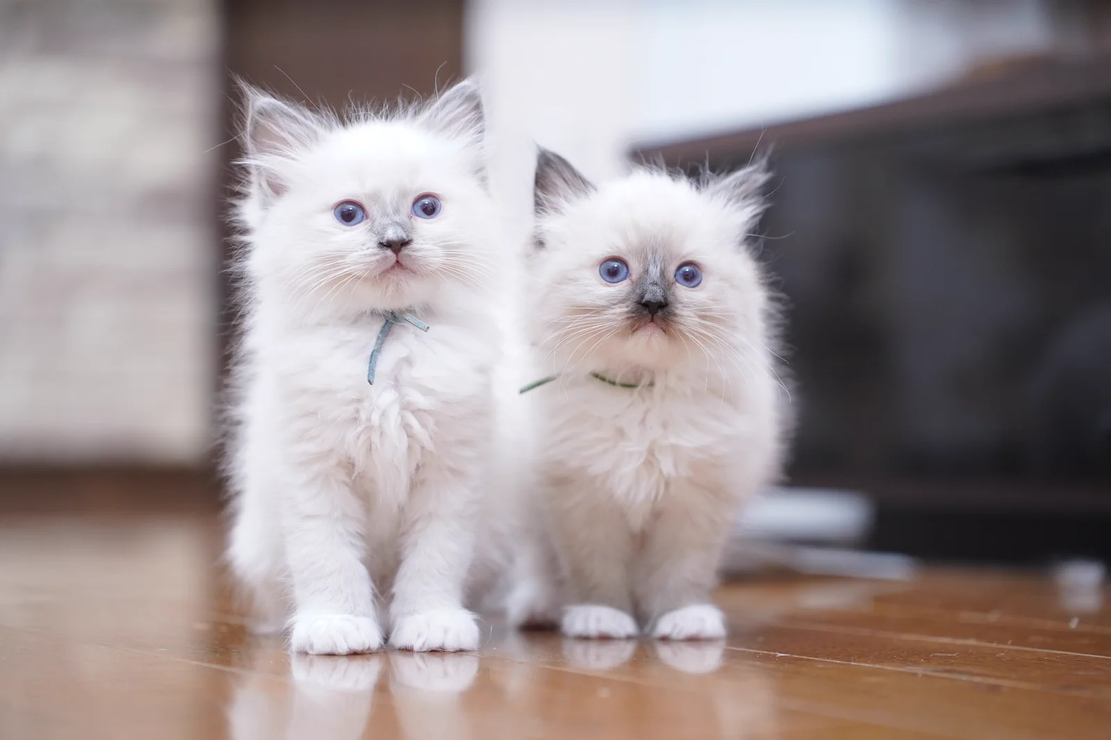 寄り添う二匹のラグドールの仔猫