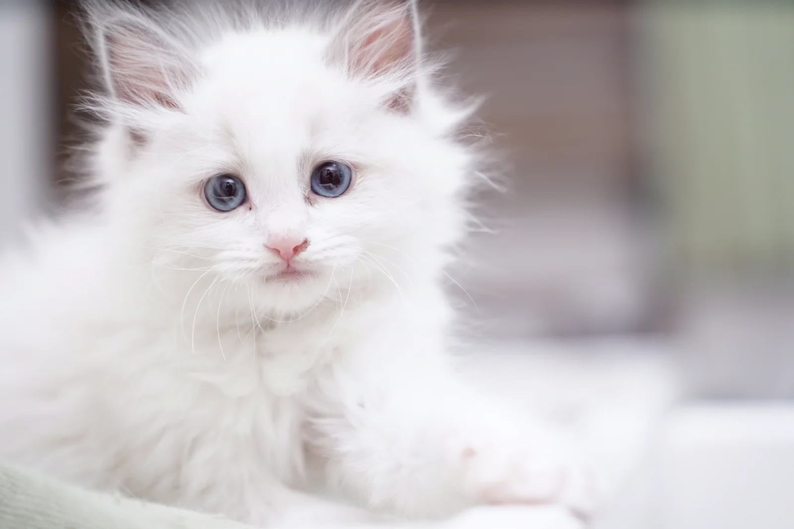 Amor Aliceで穏やかに過ごすラグドールの子猫