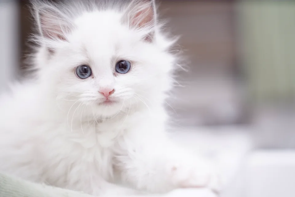 Amor Aliceで育つ子猫たち