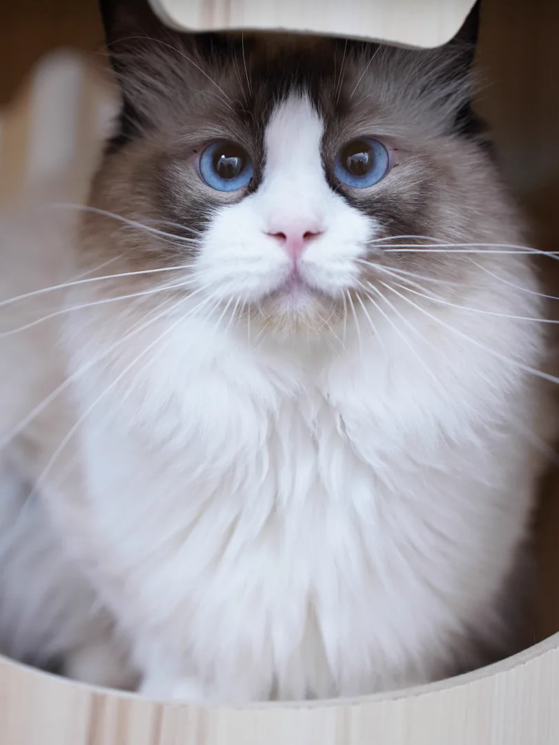 猫型の窓からこちらを見るラグドール