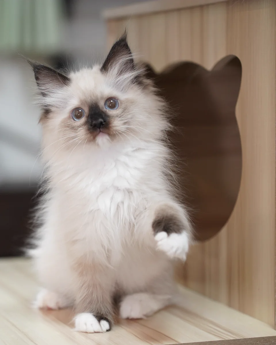 猫型の窓のそばでこちらを見るラグドールの子猫