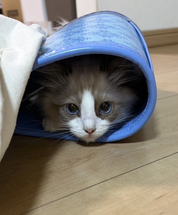 トンネルの中から顔をのぞかせるシェリーちゃん