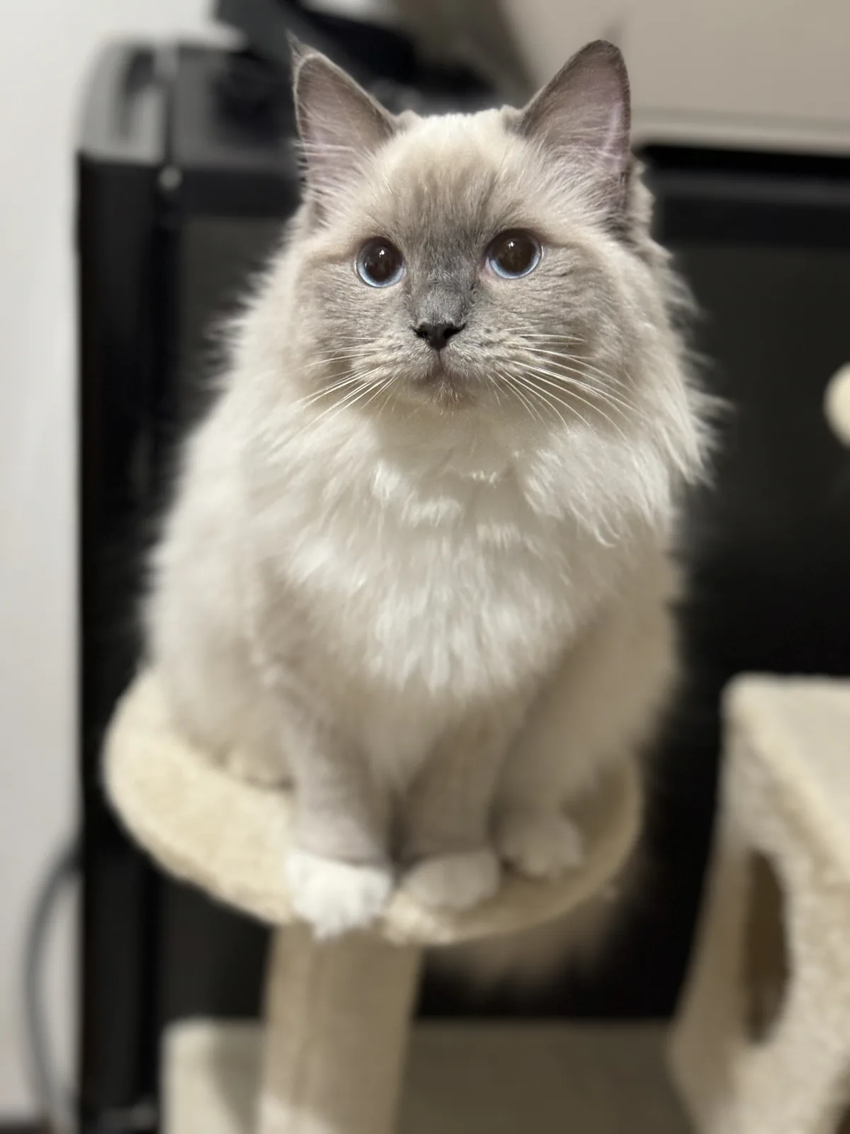 カレンがキャットタワーに座っている写真